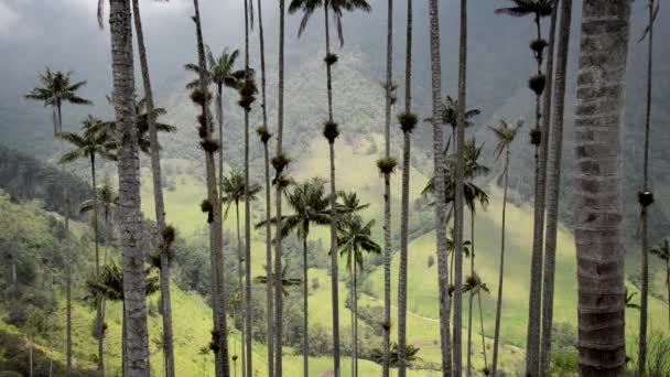 Cocora Valley View — Stock video