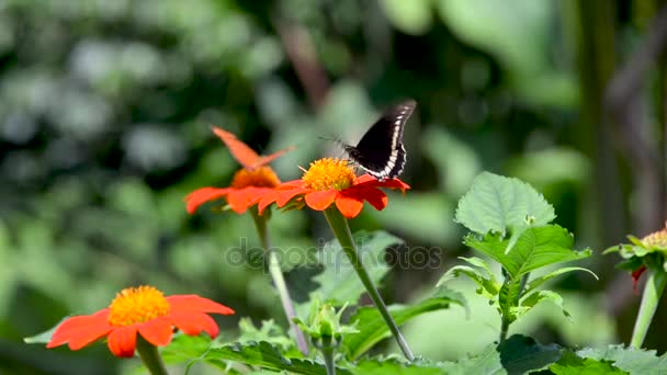 Zinnia Elegans květiny a motýli — Stock video