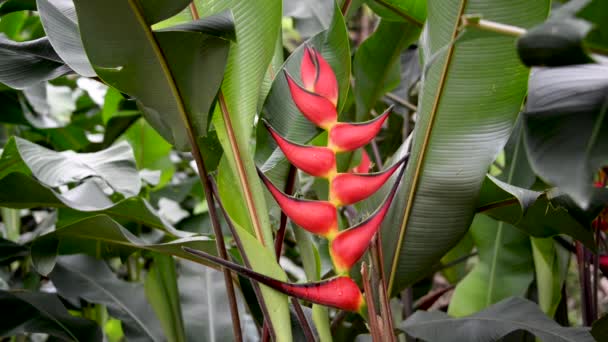 Heliconia rostrata Nahaufnahme — Stockvideo