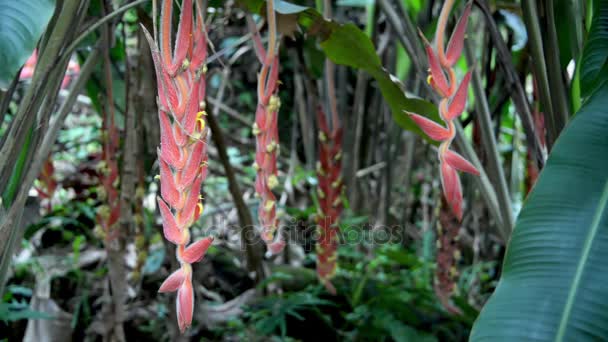 Heliconia Rostrata Fiori in Colombia — Video Stock