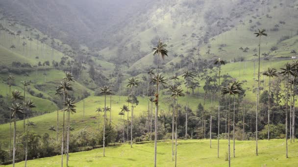 Gyönyörű Cocora-völgy megtekintése — Stock videók