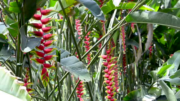 Schöne rote Helikonia-Blüten — Stockvideo