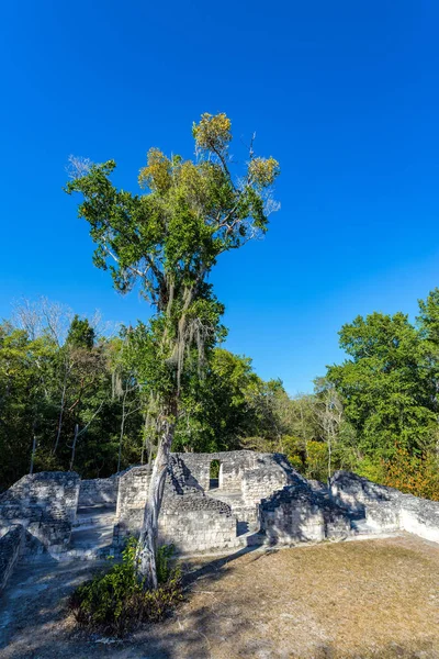 Rovine e alberi Maya — Foto Stock