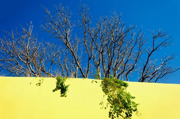Drzewo rosnące na żółtej ścianie w Campeche — Zdjęcie stockowe