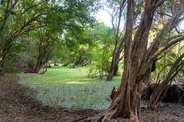 Wetland in Calakmul Biosphere — Stock Photo, Image