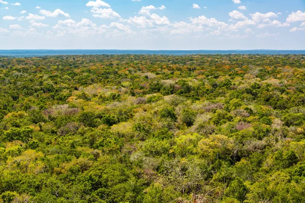 정글 Calakmul, 멕시코에서 — 스톡 사진