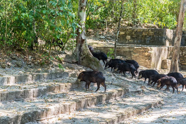 Пеккарии и руины майя — стоковое фото