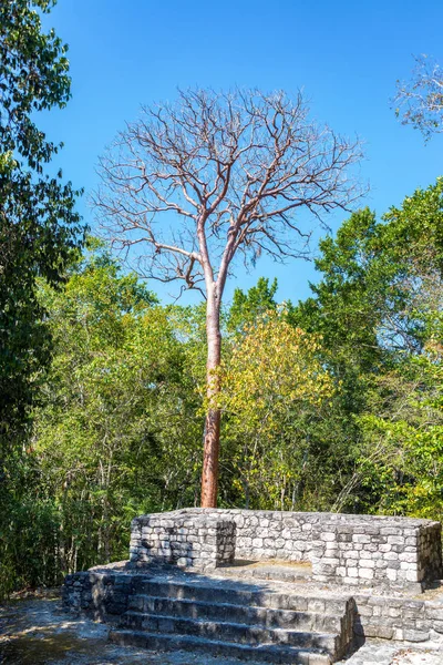 Rovine a Calakmul — Foto Stock