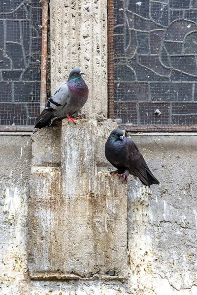 Dwa gołębie w Manizales, Colombia — Zdjęcie stockowe