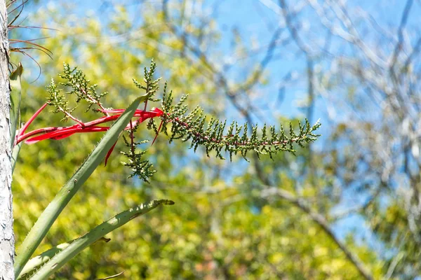 İçinde belgili tanımlık vahşi büyüyen bromeliad — Stok fotoğraf