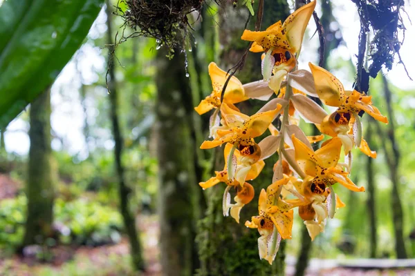 Orange Orchid in Colombia — Stock Photo, Image
