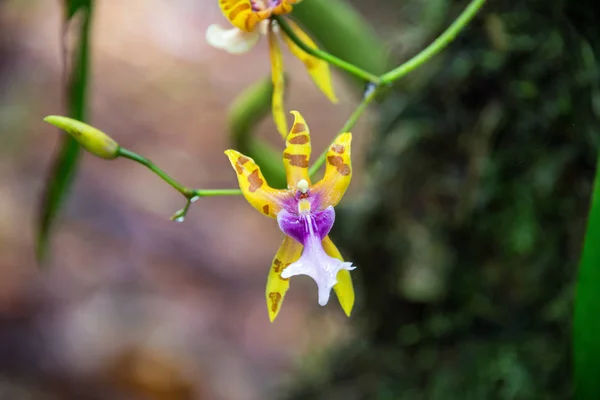 黄色し、紫の蘭 — ストック写真