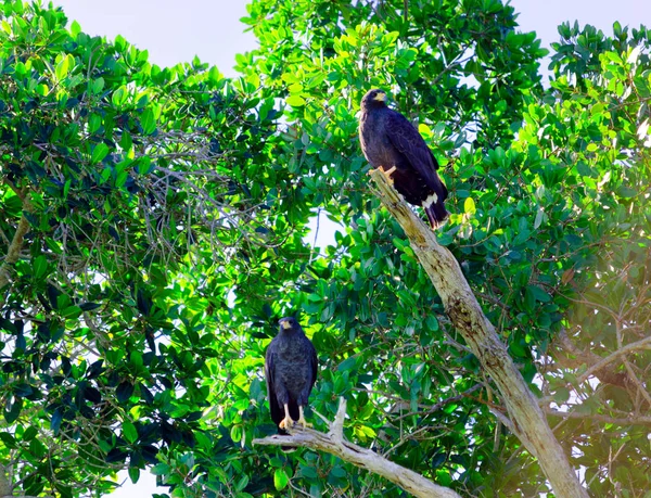 Adler im Baum in Rio Lagartos — Stockfoto