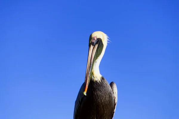 Closeup of Pelican in Rio Lagartos — Stock Photo, Image