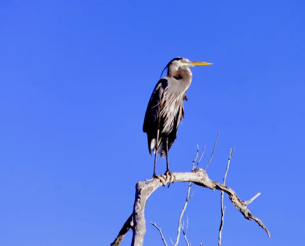 Modrá Heron v stromu v Rio Lagartos — Stock fotografie
