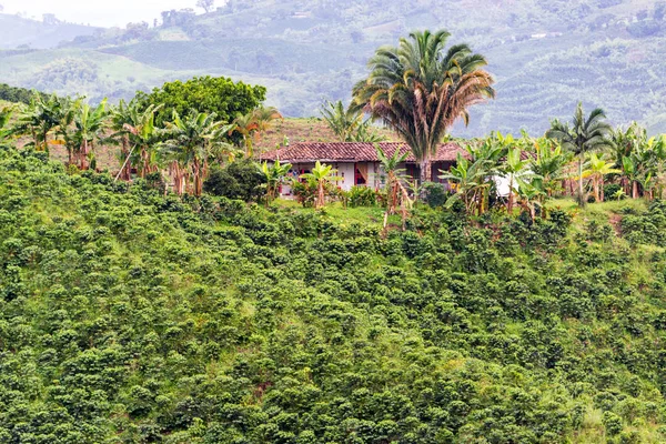 Plantas de café e Fazenda — Fotografia de Stock