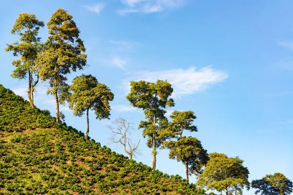 Деревья и кофейные растения — стоковое фото