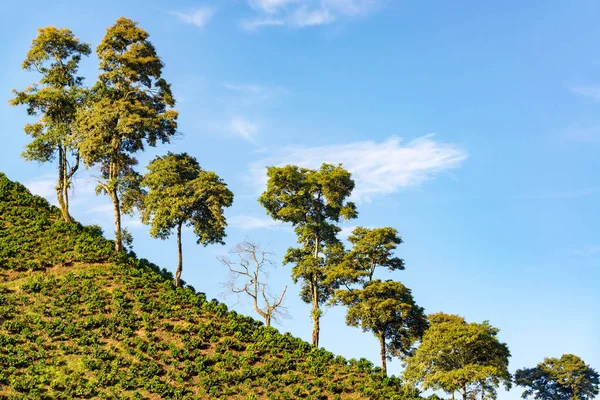 Árboles y plantas de café — Foto de Stock