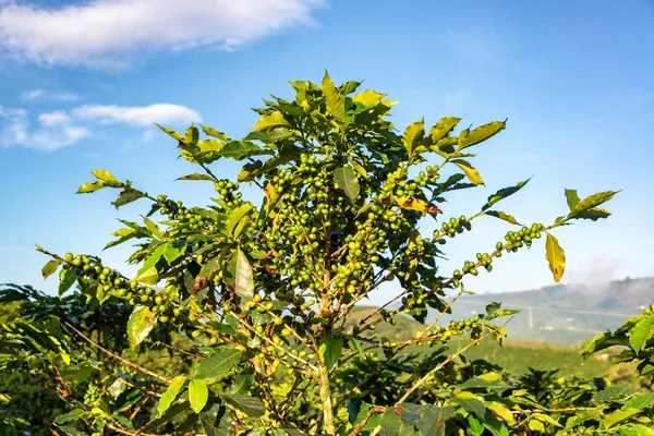 Primo piano della pianta del caffè — Foto Stock