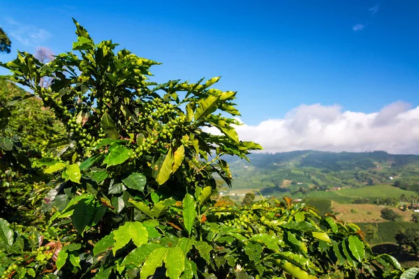 Blick auf Kaffeepflanzen — Stockfoto