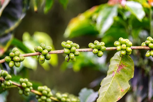 Früchte auf einer Kaffeepflanze — Stockfoto