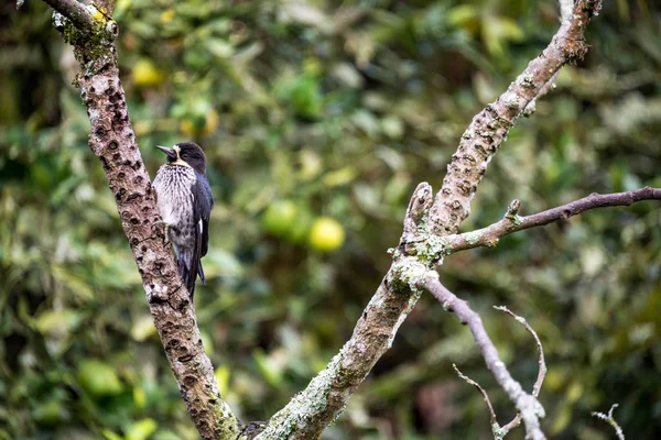 Ανατολικό Kingbird σε ένα δέντρο — Φωτογραφία Αρχείου
