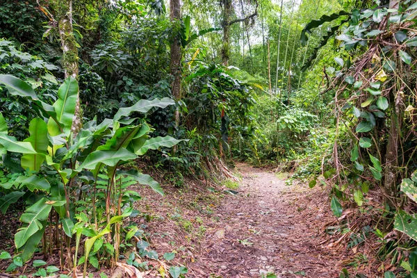 Leśna ścieżka w Kolumbii — Zdjęcie stockowe