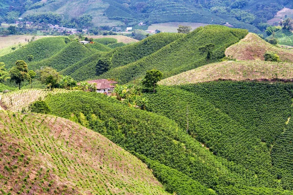 Colinas cubiertas de café — Foto de Stock