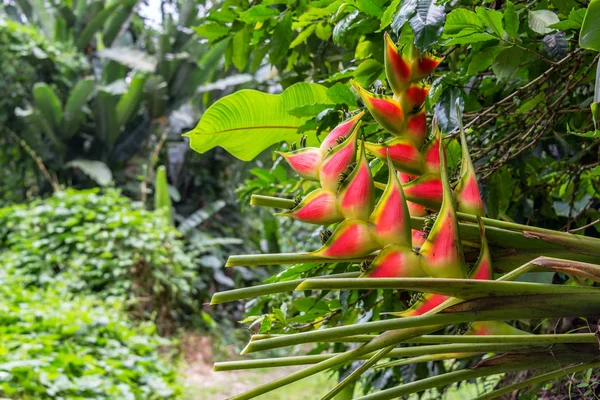 Квіти в джунглях — стокове фото