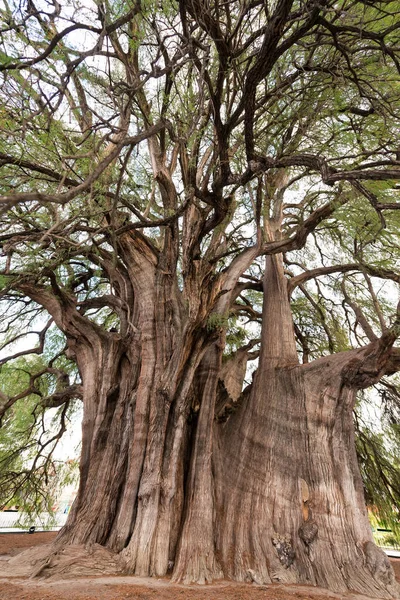 Träd av Tule vertikala vy — Stockfoto