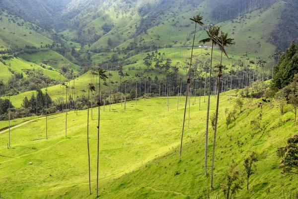 Dolina Cocora wosk palmy — Zdjęcie stockowe