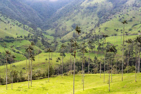 Wax Palm Landscape — Stock Photo, Image