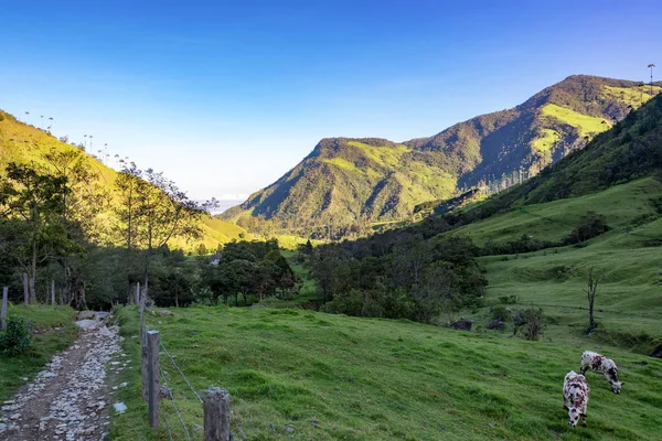 Cows in Cocora Valley — Stock Photo, Image