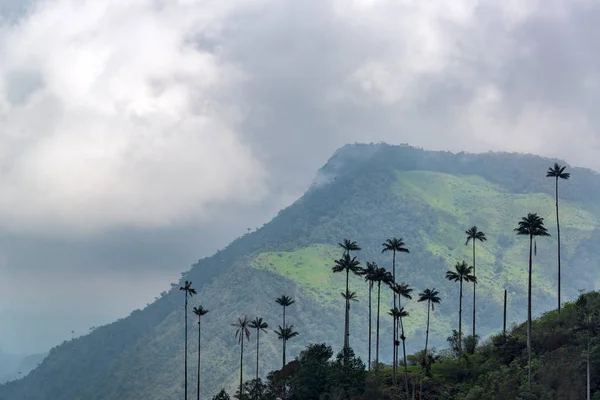 Wax Palms and Hills — Stock Photo, Image