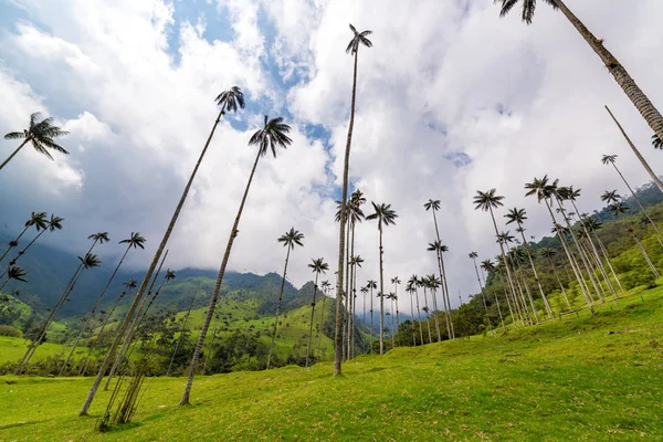Widok drzewa wosk palmowy — Zdjęcie stockowe