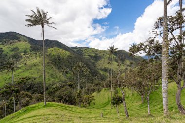 Landscape in Quindio, Colombia clipart