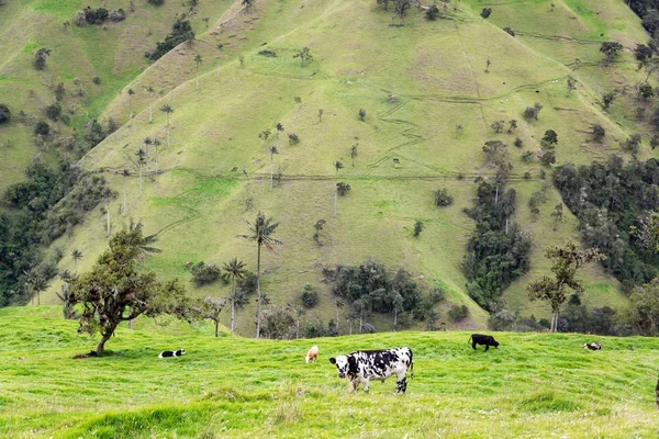 Kühe und Landschaft — Stockfoto