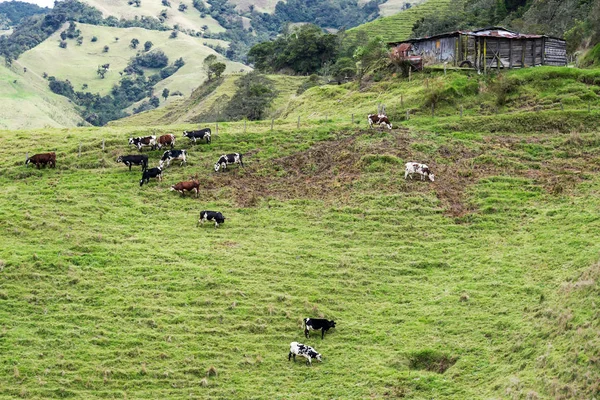 Koeien in Colombia — Stockfoto