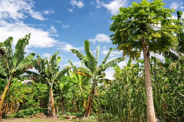 Banane, Papaya și plante de porumb — Fotografie, imagine de stoc