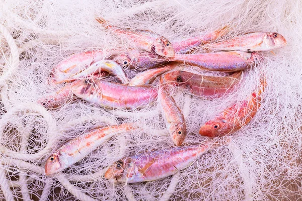 Läckra och färska röda mullar i ett fisknät — Stockfoto