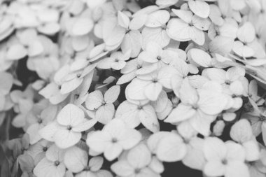 siyah ve beyaz çiçekler