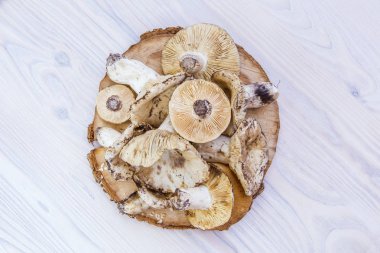 Ahşap beyaz zemin üzerine sonbahar orman yabani mantar. Mantar ahşap bir oturum