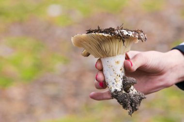 Ormanda vahşi bir beyaz mantar tutan el. Yatay sonbahar arka plan.