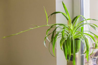 Chlorophytum, apartmanda bir raf üzerinde yeşil bir tencerede bir çiçek. Işık oda. Tasarım.