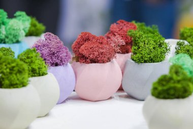 Güzel houseplants trendy geometrik tencere. Onları yosun büyüyen ile küçük beton kaplar. 