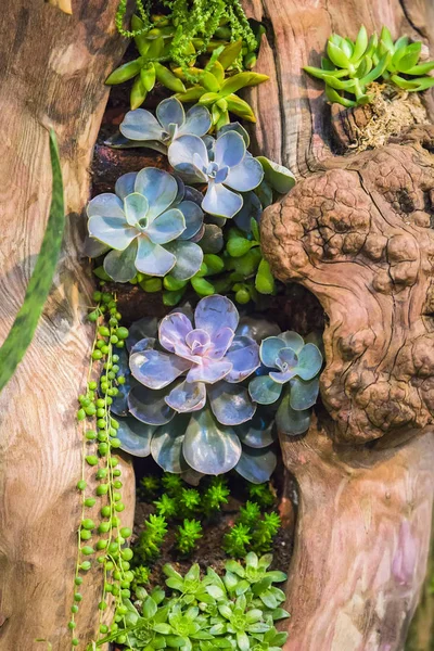 나무 장식 냄비에 아름 다운 succulents의 그룹 — 스톡 사진