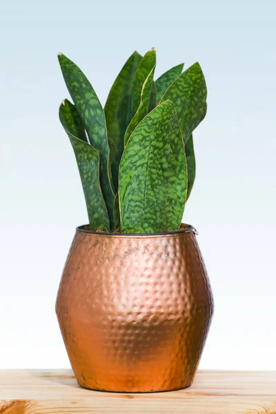 Planta verde grande em um belo vaso de flor de cobre, isolado em um fundo branco, cobre conceito de design no interior — Fotografia de Stock