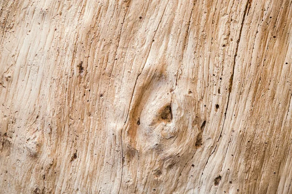 Träd utan bark textur. Ljusa vackra trä textur — Stockfoto
