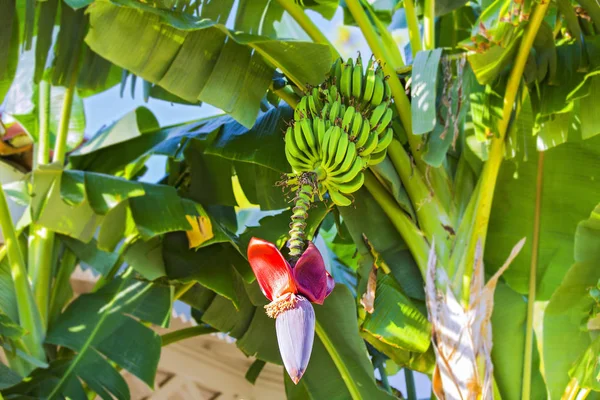 Banan blomma och massa bananer. Röd banan blomma på en bananträd. Bananplantan med frukt och blomma — Stockfoto