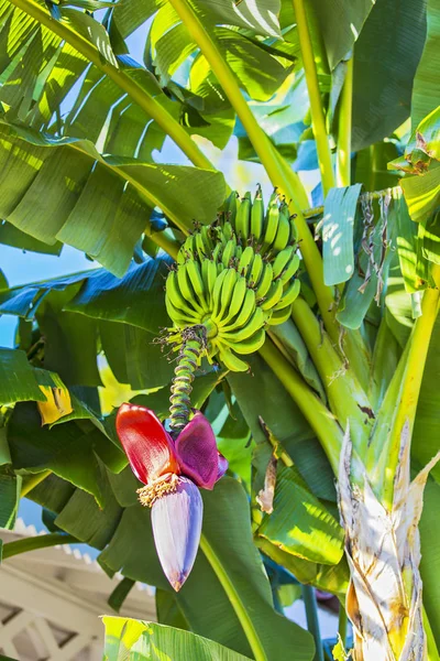 Banan blomma och massa bananer. Röd banan blomma på en bananträd. Bananplantan med frukt och blomma — Stockfoto